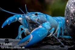 Blauer Yabby, Cherax Destructor "Blue Pearl" -Heimtierbedarf Cherax destructor Blue Pearl 9