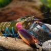 Blauer Kambuayakrebs, Cherax Spec. Kambuaya Creek Blue Claw 2 Blauer Kambuayakrebs, Cherax Spec. Kambuaya Creek Blue Claw -Heimtierbedarf Cherax spec Kambuaya Creek Blue Claw 6