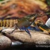 Roter Kambuayakrebs, Cherax Spec. Kambuaya Creek Red Claw 1 Roter Kambuayakrebs, Cherax Spec. Kambuaya Creek Red Claw -Heimtierbedarf Cherax spec Kambuaya Creek Red Claw 2