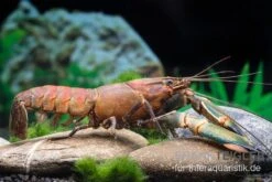 Cherax Sp. "Red Chilli Blue Claw' -Heimtierbedarf Cherax spec RED CHILLI BLUE CLAW 5