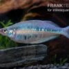Gestreifter Regenbogenfisch, Chilatherina Fasciata, 5 Tiere -Heimtierbedarf Chilatherina fasciata gestreifter regenbogenfisch