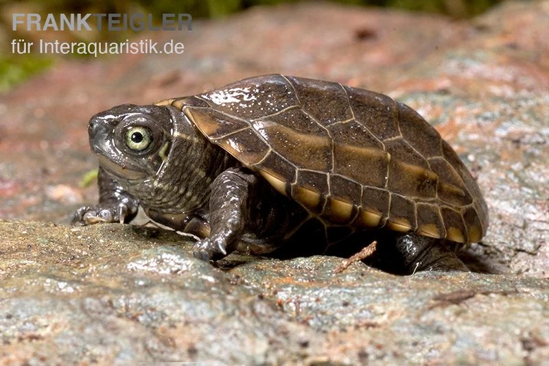 Chinesische Dreikielschildkröte, Mauremys Reevesii 4 Chinesische Dreikielschildkröte, Mauremys Reevesii – Bild 2