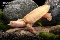 Chinesische Weichschildkröte Albino, Pelodiscus Sinensis -Heimtierbedarf Chinesische Weichschildkroete albino Pelodiscus sinensis 3 jpg