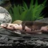 Froschwels Marmor, Clarias Batrachus -Heimtierbedarf Clarias batrachus Marmor 11
