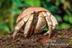 5 Kleine Landeinsiedlerkrebse, Coenobita Spec. -Heimtierbedarf Coenobita White Tiger