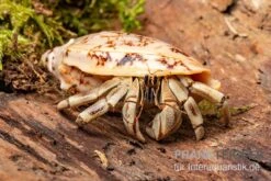 5 Kleine Landeinsiedlerkrebse, Coenobita Spec. -Heimtierbedarf Coenobita White Tiger 8