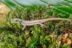 Conrau`s Zwerggecko, Lygodactylus Conraui -Heimtierbedarf Conraus Zwerggecko Lygodactylus conraui 3