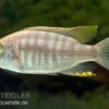 Copadichromis Virginalis Yellow Crest, DNZ