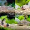 10x Panzerwels Im Mix, Corydoras Sp. -Heimtierbedarf Corydoras Mix 1