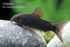 Schwarzer Metallpanzerwels, Corydoras Aeneus BLACK VENEZUELA, DNZ! -Heimtierbedarf Corydoras aeneus BLACK VENEZUELA 6