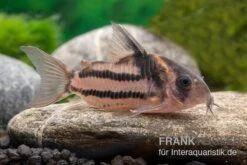 Corydoras Aff. Bifasciatus CW 127 "Super Parallelus" -Heimtierbedarf Corydoras sp aff parallelus CW127 11