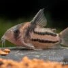 Corydoras Aff. Bifasciatus CW 127 "Super Parallelus" 1 Corydoras Aff. Bifasciatus CW 127 "Super Parallelus" -Heimtierbedarf Corydorus aff bifasciatus CW 127 Super Parallelus