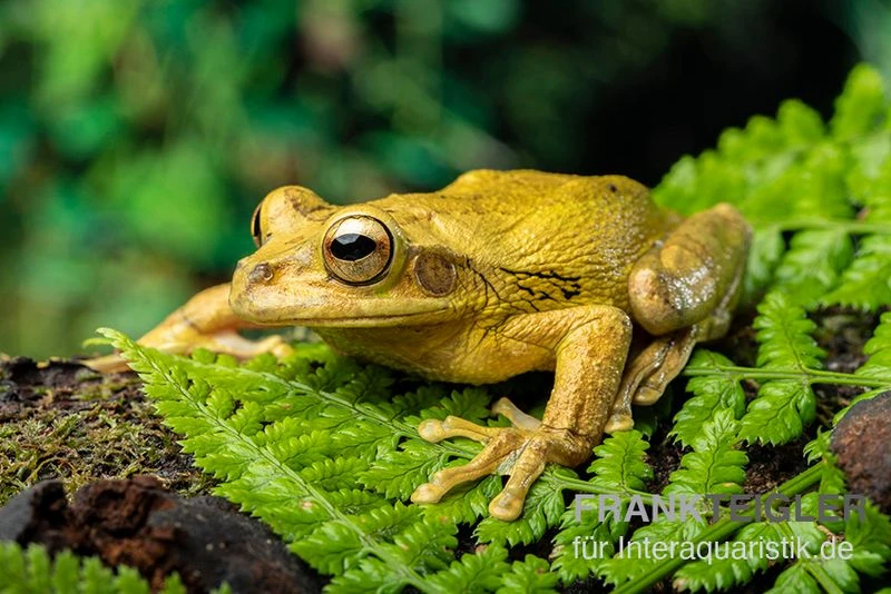 Costa Rica-Maskenlaubfrosch, Smilisca Phaeota 3 Costa Rica-Maskenlaubfrosch, Smilisca Phaeota