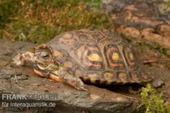 Costa-Rica-Pracht-Erdschildkröte, Rhinoclemmys Pulcherrima Manni 7 Costa-Rica-Pracht-Erdschildkröte, Rhinoclemmys Pulcherrima Manni -Heimtierbedarf Costa Rica Pracht Erdschildkroet Rhinoclemmys pulcherrima manni 3