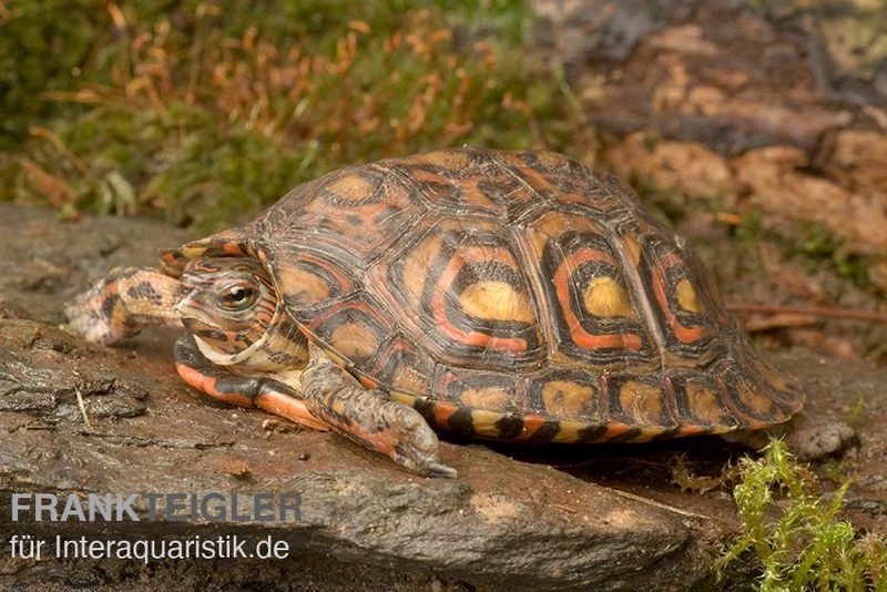 Costa-Rica-Pracht-Erdschildkröte, Rhinoclemmys Pulcherrima Manni 5 Costa-Rica-Pracht-Erdschildkröte, Rhinoclemmys Pulcherrima Manni – Bild 3