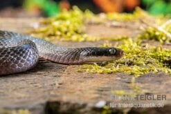 Herald-Schlange, Crotaphopeltis Hotamboeia -Heimtierbedarf Crotaphopeltis hotamboeia 3