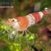 Bundle: 10x Crystal Red Garnele, Caridina Logemanni + Moos -Heimtierbedarf Crystal Red Garnele caridina logemanni