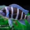 Beulenkopfcichlide Blue Zaire Mboba, Cyphotilapia Frontosa Blue Zaire Mboba 1 Beulenkopfcichlide Blue Zaire Mboba, Cyphotilapia Frontosa Blue Zaire Mboba -Heimtierbedarf Cyphotilapia frontosa BLUE ZAIRE MBOBA 6