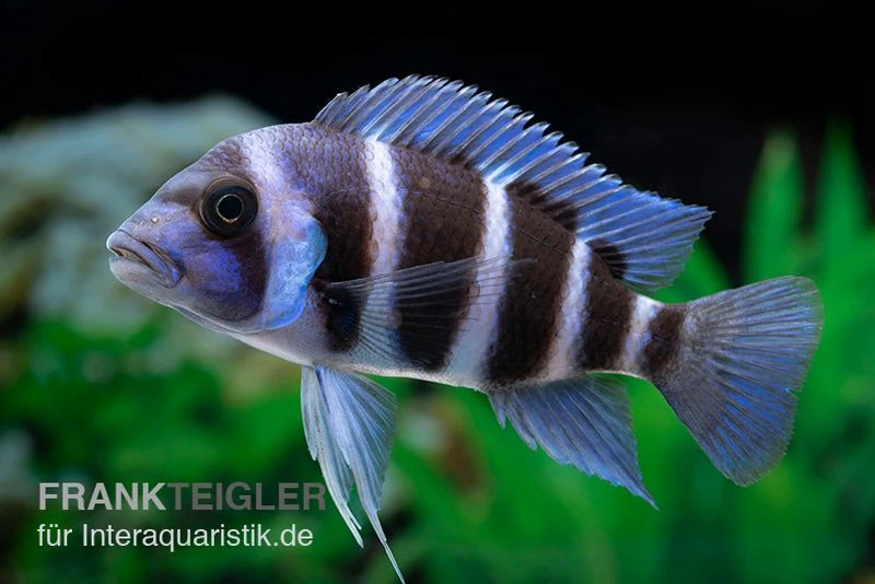 Beulenkopfcichlide Blue Zaire Mboba, Cyphotilapia Frontosa Blue Zaire Mboba 3 Beulenkopfcichlide Blue Zaire Mboba, Cyphotilapia Frontosa Blue Zaire Mboba
