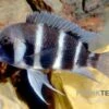 Beulenkopf-Cichlide Blue Mpimbwe, Cyphotilapia Frontosa Blue Mpimbwe
