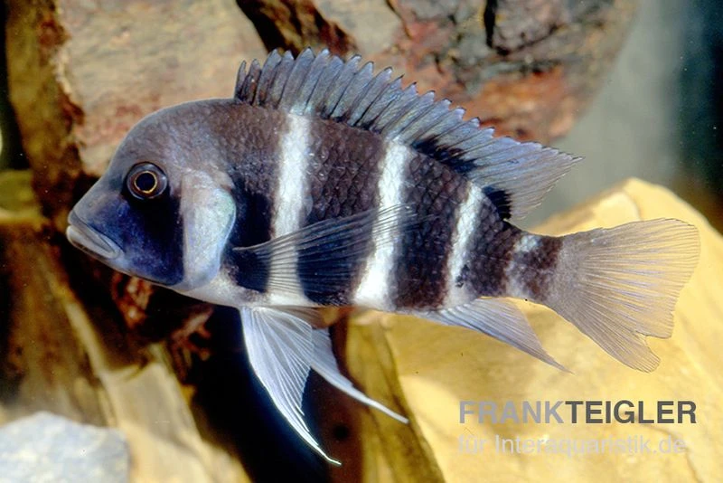 Beulenkopf-Cichlide Blue Mpimbwe, Cyphotilapia Frontosa Blue Mpimbwe 3 Beulenkopf-Cichlide Blue Mpimbwe, Cyphotilapia Frontosa Blue Mpimbwe
