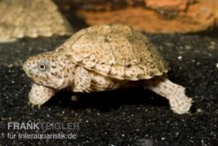 Gekielte Moschusschildkröte, Kinosternon Carinatum -Heimtierbedarf Dach Moschusschildkroete Sternotherus carinatus 1 1