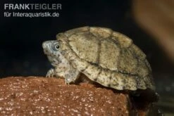 Dach-Moschusschildkröte, Sternotherus Carinatus -Heimtierbedarf Dach Moschusschildkroete Sternotherus carinatus 3