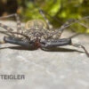 Geisselspinne, Damon Diadema -Heimtierbedarf Damon diadema Geisselspinne