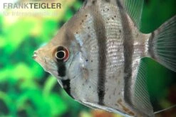 Dantum-Skalar, Pterophyllum Altum X Scalare