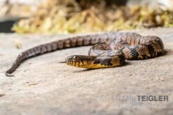 Diamant-Schwimmnatter, Nerodia Rhombifer -Heimtierbedarf Diamant Schwimmnatter Nerodia rhombifer 2