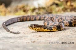 Diamant-Schwimmnatter, Nerodia Rhombifer -Heimtierbedarf Diamant Schwimmnatter Nerodia rhombifer 3