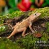 Dickkopfanolis, Anolis Cybotes 1 Dickkopfanolis, Anolis Cybotes -Heimtierbedarf Dickkopfanolis Anolis cybotes 2