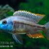 Rotbrust-Messerbuntbarsch, Dimidiochromis Strigatus, DNZ 1 Rotbrust-Messerbuntbarsch, Dimidiochromis Strigatus, DNZ -Heimtierbedarf Dimidiochromis strigatus 1 6