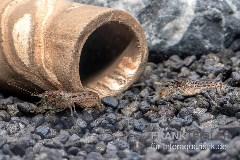 Kleinster Zwergflußkrebs - Cambarellus Diminutus - Paar + Handgemachte Krebshöhle 3 Kleinster Zwergflußkrebs - Cambarellus Diminutus - Paar + Handgemachte Krebshöhle