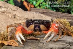 Waldkrabbe, Discoplax Magna (Tuerkayana Magnum) -Heimtierbedarf Discoplax magna 3