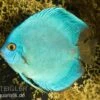 Diskusfisch ASIA-NZ, Symphysodon Discus Cobalt Blue -Heimtierbedarf Discus Cobalt blue 2