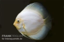 Diskusfisch ASIA-NZ, Symphysodon Discus White Diamond 7 Diskusfisch ASIA-NZ, Symphysodon Discus White Diamond -Heimtierbedarf Diskus weiss