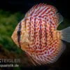 Diskusfisch ASIA-NZ, Symphysodon Discus Leopard 2 Diskusfisch ASIA-NZ, Symphysodon Discus Leopard -Heimtierbedarf Diskusfisch ASIA NZ Symphysodon discus Leopard 1