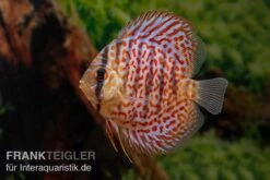 Diskusfisch ASIA-NZ, Symphysodon Discus Leopard -Heimtierbedarf Diskusfisch ASIA NZ Symphysodon discus Leopard 2