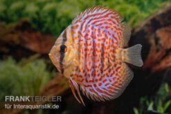 Diskusfisch ASIA-NZ, Symphysodon Discus Leopard -Heimtierbedarf Diskusfisch ASIA NZ Symphysodon discus Leopard 3