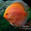 Diskusfisch ASIA-NZ, Symphysodon Discus Red Panda -Heimtierbedarf Diskusfisch ASIA NZ Symphysodon discus Red Panda 1