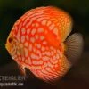 Diskusfisch ASIA-NZ, Symphysodon Discus Star Trek -Heimtierbedarf Diskusfisch Star Trek