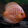 Diskusfisch ASIA-NZ, Symphysodon Discus Snake Skin Red Spotted