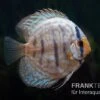 Diskusfisch ASIA-NZ, Symphysodon Discus Blue Turquoise (Blue German) -Heimtierbedarf Diskusfisch Symphysodon aequifasciatus 02 Blue turquoise