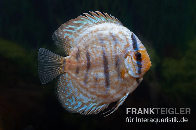 Diskusfisch ASIA-NZ, Symphysodon Discus Blue Turquoise (Blue German) 3 Diskusfisch ASIA-NZ, Symphysodon Discus Blue Turquoise (Blue German)