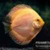 Diskusfisch ASIA-NZ, Symphysodon Discus Ghost (Golden Dragon) -Heimtierbedarf Diskusfisch Symphysodon aequifasciatus 03 Ghost