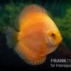 Diskusfisch ASIA-NZ, Symphysodon Discus Gold Master (Siam Gold) 1 Diskusfisch ASIA-NZ, Symphysodon Discus Gold Master (Siam Gold) -Heimtierbedarf Diskusfisch Symphysodon aequifasciatus 04a Gold Master 1