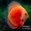 Diskusfisch ASIA-NZ, Symphysodon Discus Marlboro Red 1 Diskusfisch ASIA-NZ, Symphysodon Discus Marlboro Red -Heimtierbedarf Diskusfisch Symphysodon aequifasciatus 07 Marlboro red 7