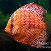 Diskusfisch ASIA-NZ, Symphysodon Discus Red Dragon -Heimtierbedarf Diskusfisch Symphysodon aequifasciatus 08 Red dragon 7