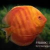 Diskusfisch ASIA-NZ, Symphysodon Discus Solid Red (San Merah) -Heimtierbedarf Diskusfisch Symphysodon aequifasciatus 13 San Merah 2